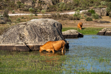 Malpartida, province of Cáceres, cows in the wild, grazing on the lake