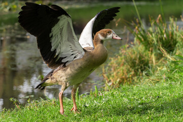 Full length portrait of a young Nile (Egyptian) goose with raised wings