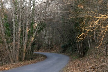 Road with crows crossing a forest of trees in autumn with the last rays of sunlight of the day