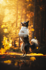 Fototapeta premium Border collie dog at forest, autumn vibes