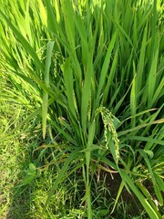 green paddy grass