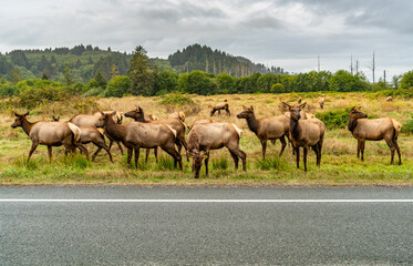 California Friendly Elk 2