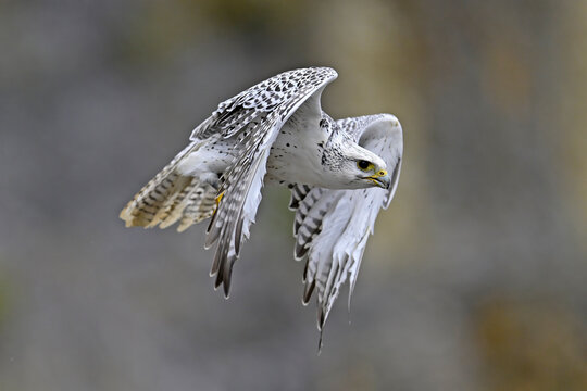 Gerfalke // Gyrfalcon (Falco rusticolus)