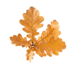 Oak leaves in autumn colors.