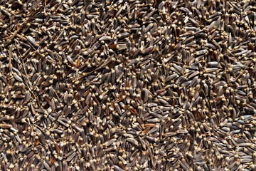 Fototapeta premium Burdock seeds
