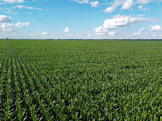 Fototapeta na wymiar Huge cornfield on a sunny summer day, aerial view. Blue sky over green farm field, landscape.