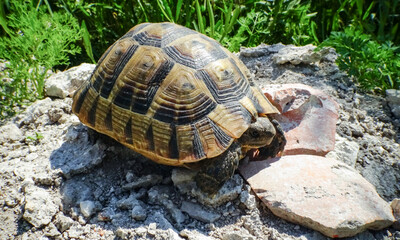 Hermann's tortoise (Testudo hermanni), adult turtle in the steppe on the Black Sea coast