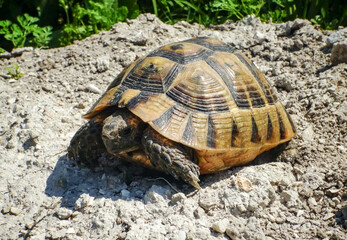 Hermann's tortoise (Testudo hermanni), adult turtle in the steppe on the Black Sea coast