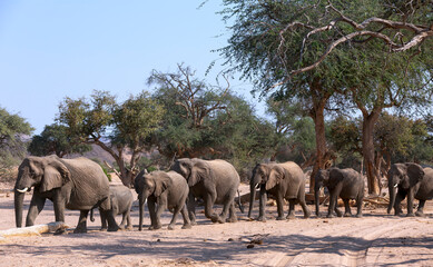 Obraz premium African Elephant (Loxodonta africana), desert-adapted elephant herd with calves, walking in dry riverbed, Hoanib desert, Kaokoland, Namibia.