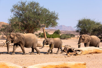 African Elephant (Loxodonta africana), desert-adapted elephant mother with calf, walking in dried riverbed, Hoanib desert, Kaokoland, Namibia.