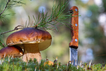 Two porcini mushrooms next to a knife