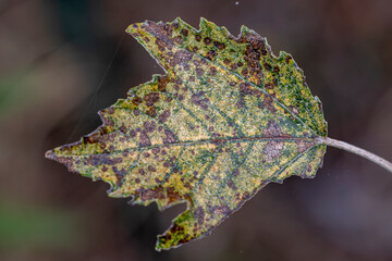 Feuille de peuplier blanc en automne