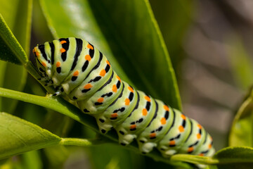 Fototapeta premium Chenille de machaon