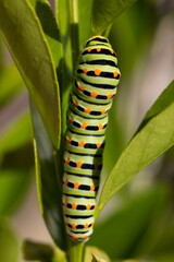 Chenille de machaon
