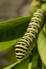 Chenille de machaon
