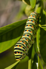 Naklejka premium Chenille de machaon