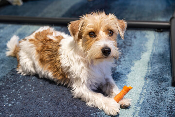 Jack russel terrier Arusha eating a carrot