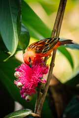 Red Madagascar Weaver taste food from a red blossom