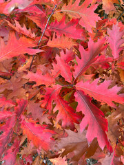 red maple leaves