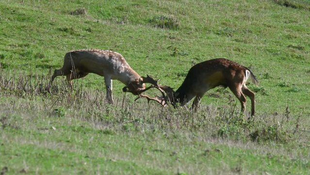 Two Fallow Dear (Dama dama) stags fighting during the rutting season. October, Kent, UK.	