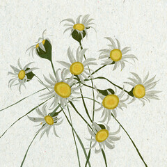 ilustracja grafika, jasne kwiaty rumianek bukiet tekstura