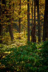 sunlight in the forest