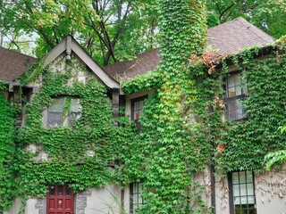 Old house covered in vines