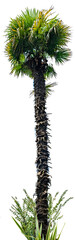 A tall palm tree with green branches