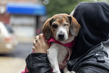 Adorable dog with one eye