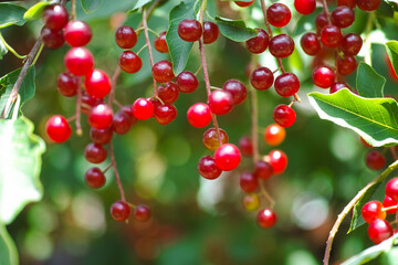 Red berries of bird cherry (hackberry, hagberry or Mayday tree) on tree branches.