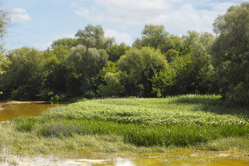 Summer landscape with river, trees, sky and tall sedge family grasses growing in a river. © rosinka79