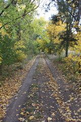 Fototapeta premium A path through a forest