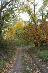 Naklejka premium A dirt road with trees on either side of it