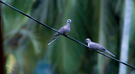 blue bird on a branch