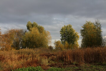 Fototapeta premium A field with trees and grass