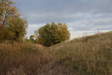 A grassy field with trees