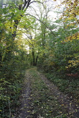 Fototapeta na wymiar A path through a forest
