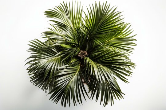 Potted Palm Tree Seen From Above On A White Background. Generative AI