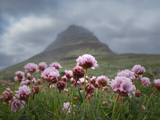 Pink Flowers at the Base of Icelandic Mountain