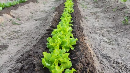 Freshly watered salad beds in the garden. 