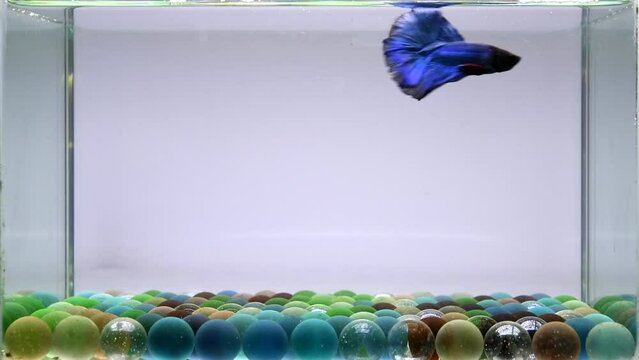 Betta fish Fancy Blue Devil Halfmoon long tail from Thailand, Siamese fighting fish on isolated grey background.