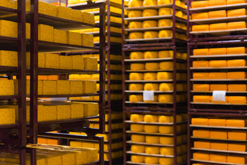 Shelves with cheese at a cheese warehouse. Rows of cheese on the shelves of a dairy. Drying and keeping cheese on the rack. Dairy plant.	