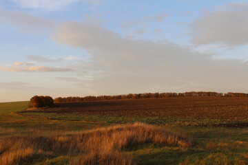 Fototapeta premium A field with grass and trees