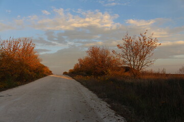 A road with trees on the side