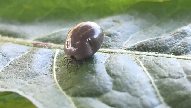 The mite on green leaf. 