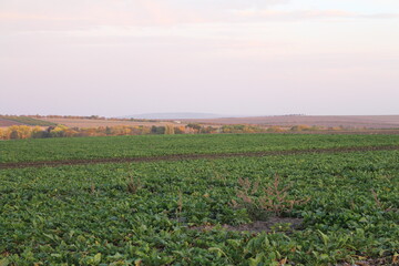 Fototapeta na wymiar A field of crops