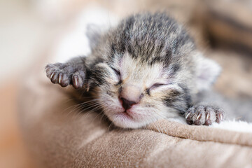 Cute little gray kitten sleeping curled up on a blanket, close-up.One week old small newborn kitten...