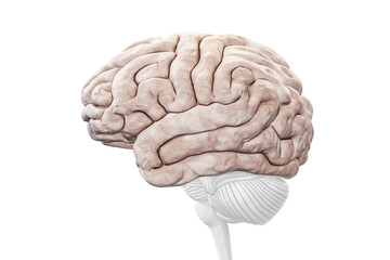 Cerebral cortex or hemisphere profile view isolated on white background accurate 3D rendering illustration. Human brain anatomy, neurology, neuroscience, medical and healthcare, biology concept.