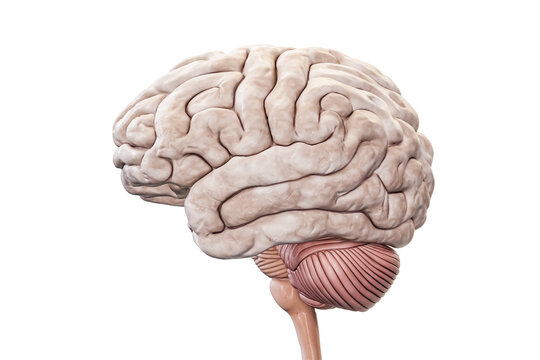 Human brain with cortex, cerebellum and brain stem profile view isolated on white background accurate 3D rendering illustration. Anatomy, neurology, neuroscience, medical and healthcare concept.