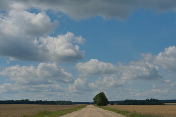 Naklejka premium A dry sandy road passes through a field under the scorching sun and clouds. An empty dirt road outside the city in the village. A lonely tree in a field on the horizon